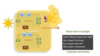 Auxin transport in plants [upl. by Ynnej]