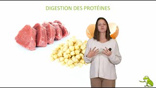 Digestion des protéines [upl. by Annayak]