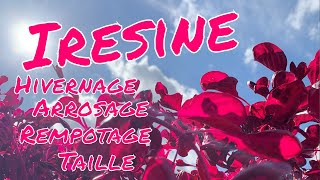 Iresine  Taille arrosage rempotage et hivernage [upl. by Adnale]