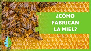 ¿Cómo hacen la MIEL las ABEJAS 🍯🐝 Producción  Extracción de los Panales [upl. by Muirhead784]