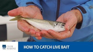 How to catch live bait  fishing tip with Al McGlashan  Club Marine [upl. by Ninahs]