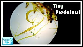 What are Freshwater Hydra and How to get Rid of Them [upl. by Refeinnej299]