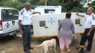 SPCA raids property  30 Dogs Confiscated [upl. by Edelsten]