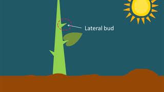 Auxin Control of Apical Dominance [upl. by Seira]