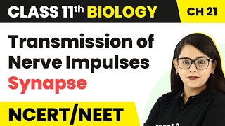 Neural Control amp Coordination Transmission of Nerve Impulses Synapse Class 11 Biology [upl. by Otreblig]