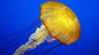 Facts The Jellyfish [upl. by Loralie]