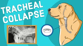 Tracheal Collapse in Dogs  Vet Explains [upl. by Arrak]