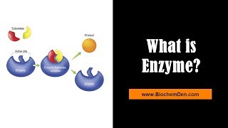 What are Enzymes Substrate and Product  BiochemDencom [upl. by Elinad]