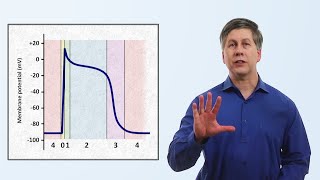 The Cardiac Action Potential [upl. by Annairt575]