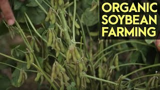 Organic Soybean Farming Reviving the Soybean Industry in the Philippines [upl. by Thursby]