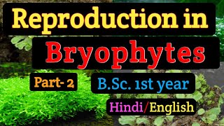 BSC first year Msc BotanyReproduction in BryophytesVegetative reproduction in Bryophytes Gemmae [upl. by Bellda]