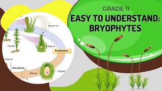 Bryophytes [upl. by Cinderella]