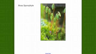 Bryophyte Review [upl. by Eoin247]