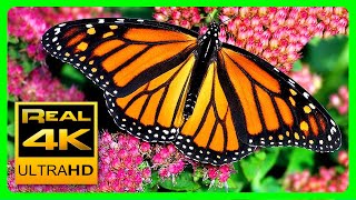 The Best Relaxing Garden in 4K  Butterflies Birds and Flowers🌻🐦 2 hours  4K UHD Screensaver [upl. by Heather]