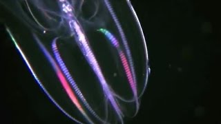 Facts The Comb Jelly Ctenophora [upl. by Natalie]