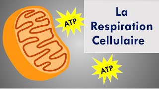 La Respiration Cellulaire [upl. by Puklich]