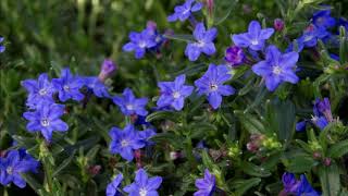 Lithodora diffusa [upl. by Eiramnerual]