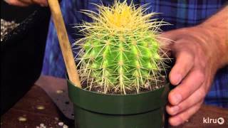 How to repot cacti amp succulentsJeff PavlatCentral Texas Gardener [upl. by Tibbs]