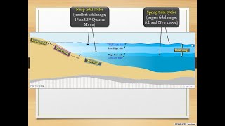 Subtidal Intertidal and Supratidal zones [upl. by Wardle]