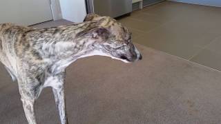 Dog Whippet Reverse Sneezing [upl. by Matheny]