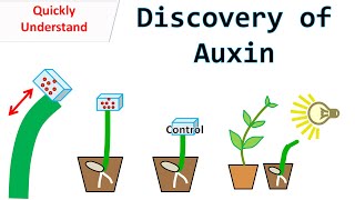 Discovery of Auxin [upl. by Soloma]