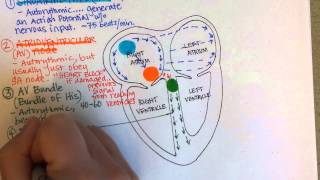 Conduction System of the Heart [upl. by Lenee]