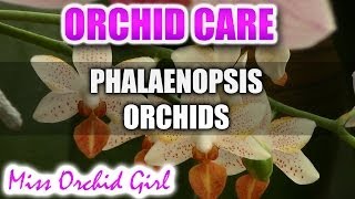 How to care for Phalaenopsis Orchids  Watering fertilizing reblooming [upl. by Haerdna]