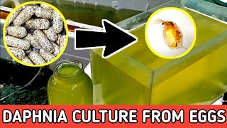 HOW TO HATCH DAPHNIA EGGS  HOW TO CULTURE DAPHNIA [upl. by Perrin829]