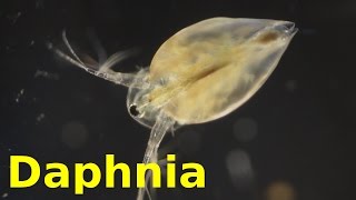 Daphnia [upl. by Asseniv]