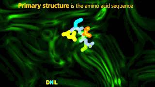 Protein Structure  University Of Surrey [upl. by Ylim884]