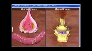 CBSE Class 11 Biology  Generation amp Conduction of Nerve Impulse [upl. by Cockburn405]