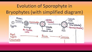 Evolution of Sporophyte in Bryophytes  For BSc and MSc ALL ABOUT BIOLOGY  BY JYOTI VERMA [upl. by Sternick]