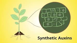 Mode of Action Part 1 Herbicides and Insecticides English [upl. by Margalo]