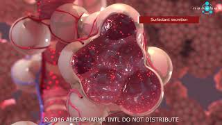 Pulmonary surfactant secretion  3D medical animation [upl. by Roldan668]