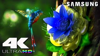 4K ULtra HD  SAMSUNG UHD Demo׃ LED TV [upl. by Calida]