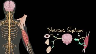 Nervous system central amp peripheral  Control amp Coordination  Biology  Khan Academy [upl. by Egwin]