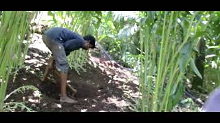 How to Grow Cardamom  Growing amp Maintenance cardamom plantation Elaichi [upl. by Borszcz]