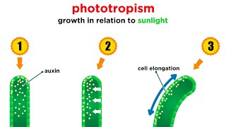 Mechanisms of Plant Growth [upl. by Aisinoid]