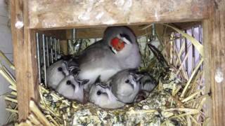 Feeding Zebra Finch [upl. by Ennairod]