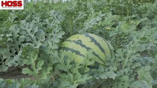 Tricks to Growing Watermelons [upl. by Attena]