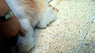 Reverse Sneezing in Shih Tzu [upl. by Michal]