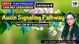 AUXIN SIGNALING PATHWAY  PHYTOHORMONEPART6 CSIR NETPLANT BIOLOGY [upl. by Suertemed283]