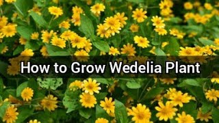 Wedelia Plant Care  How to Propagate Wedelia  Best Flowering Plant For Hanging BasketPots [upl. by Irap]