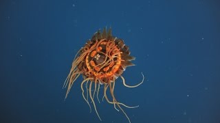 Creatures of the Deep  Atolla Jelly [upl. by Elleiad]