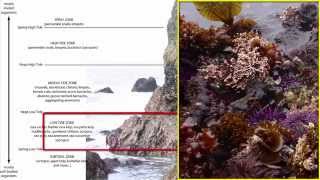 Benthos Intertidal Zone [upl. by Liane941]