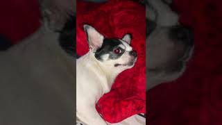 Reverse Sneezing in Chihuahua Dog [upl. by Odlaniger]