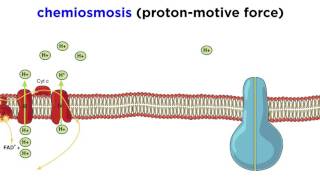 Cellular Respiration Part 3 The Electron Transport Chain and Oxidative Phosphorylation [upl. by Aviv958]