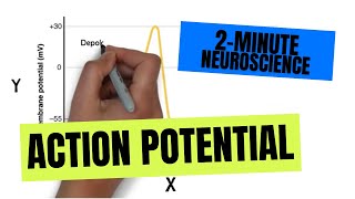 2Minute Neuroscience Action Potential [upl. by Aynatahs861]