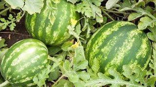 How to Grow Watermelons  Complete Growing Guide [upl. by Azilem]