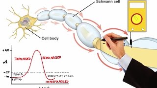 NEURON ACTION POTENTIAL MADE EASY [upl. by Adamsen]